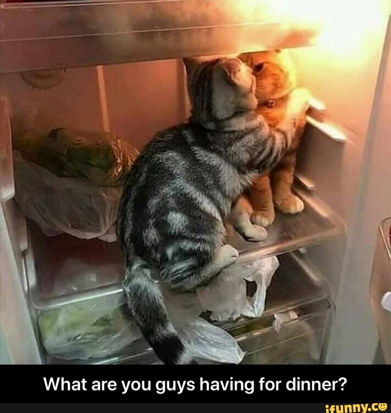 What are you guys having for dinner? - What are you guys having for dinner?