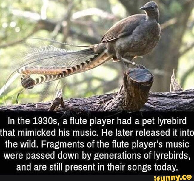 In The 1930s, A Flute Player Had A Pet Lyrebird That Mimicked His Music ...