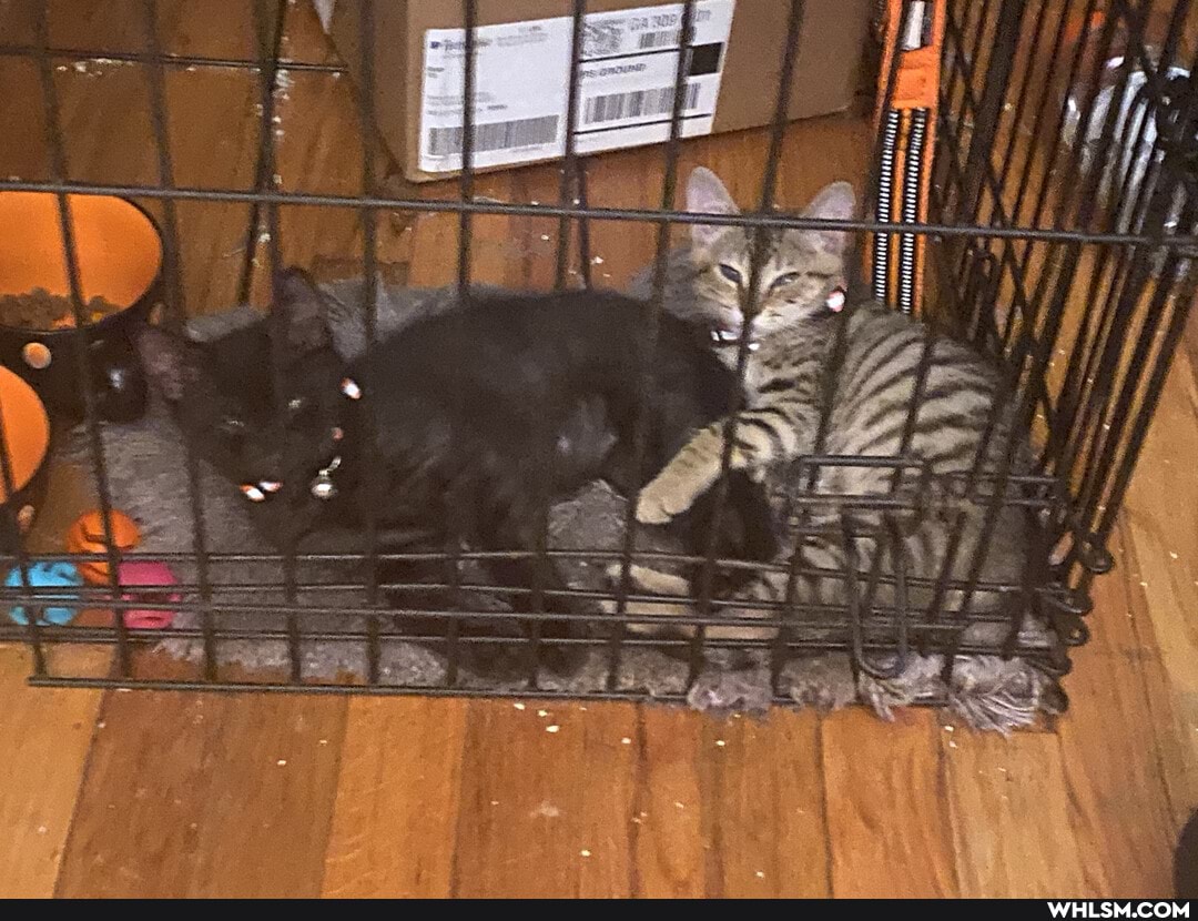 kittens, baby_animals, cute_animal, rescue_kitten