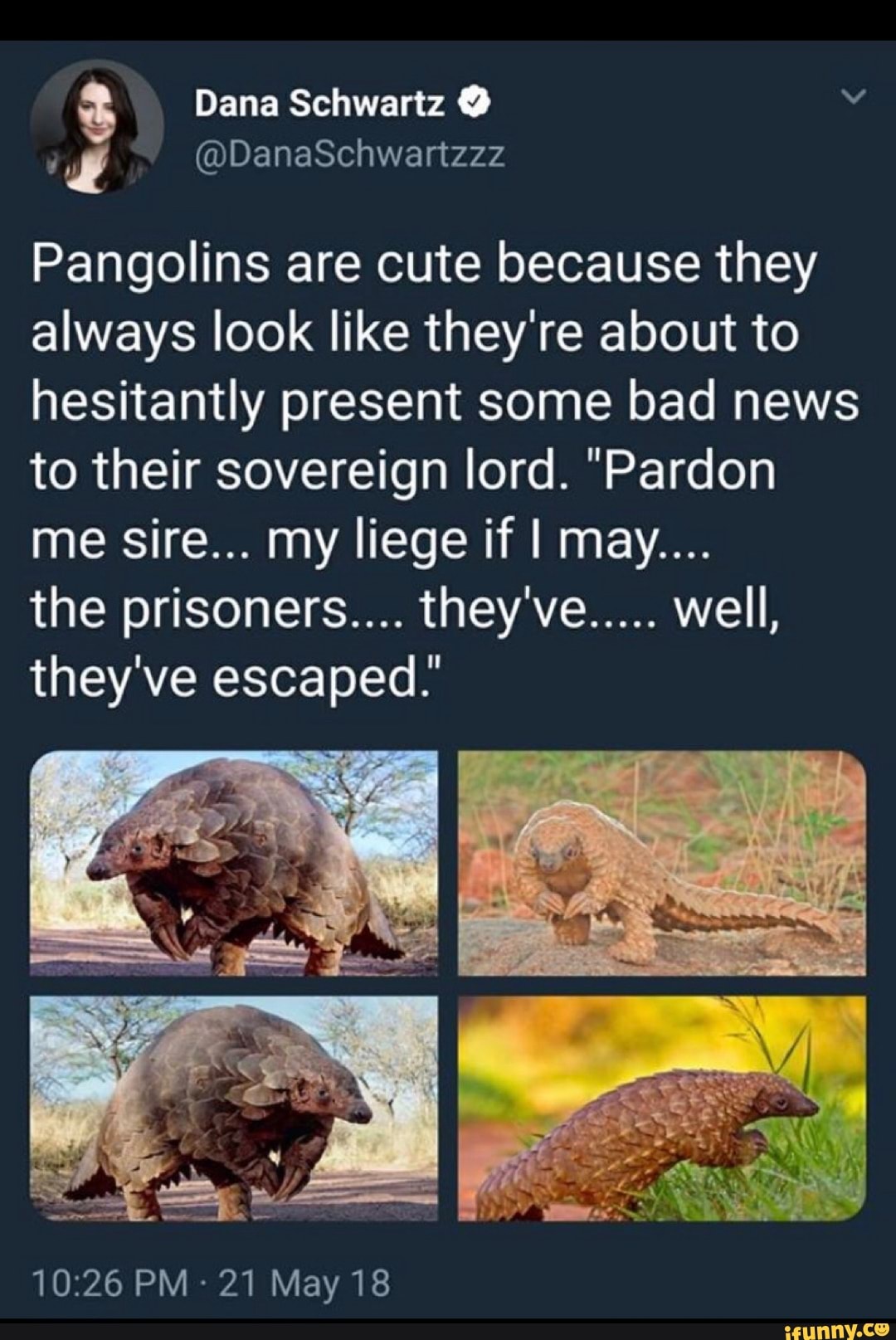 Pangolins are cute because they
always look like they're about to
hesitantly present some bad news
to their sovereign lord. "Pardon
me sire... my liege ifl may....
the prisoners.... they've
.....
well,
they've escaped."