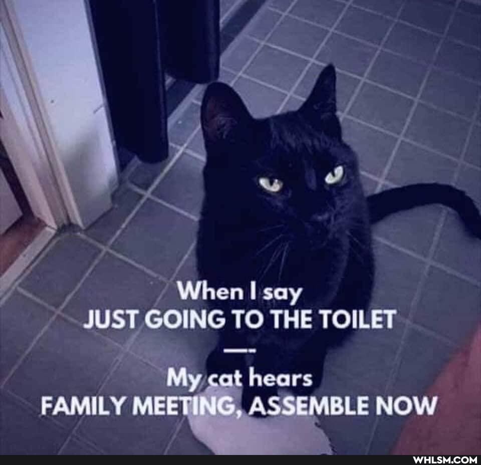 When say
JUST GOING TO THE TOILET cat hears
FAMILY MEET ASSEMBLE NOW