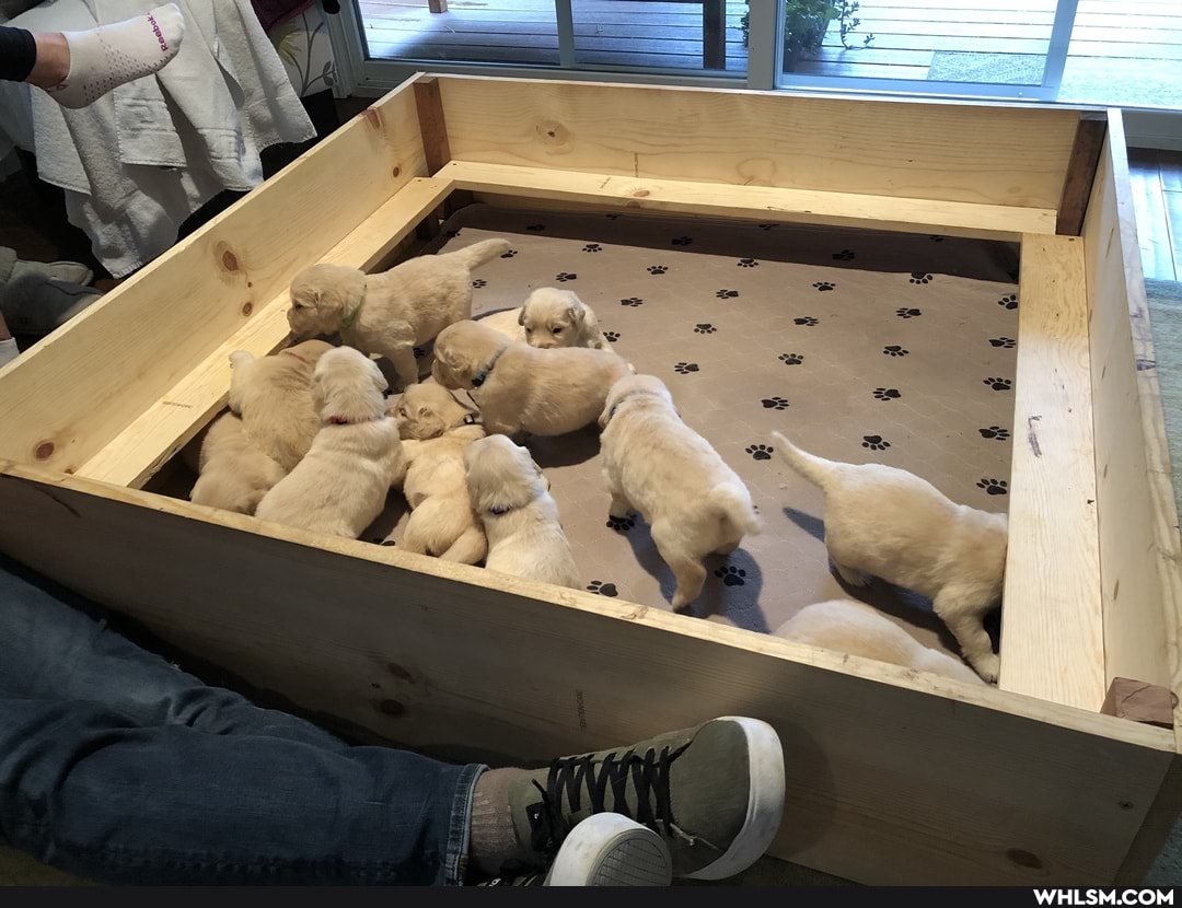 puppies, aww, baby_animals, cute_animal, golden_retriever