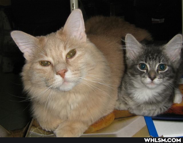 cat, help, advice_animals, cute_cat