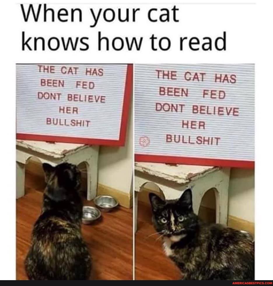 When your cat knows how to read
THE CAT HAS BEEN FED CONT BELIEVE HER BULLSHIT
THE CAT HAS BEEN FED DONT BELIEVE HER BULLSHIT