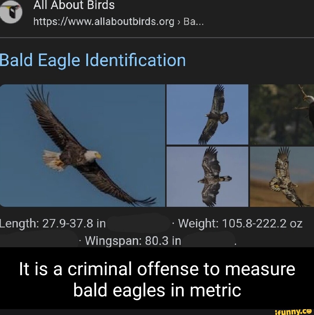 All About Birds > Ba... Bald Eagle Identification Length 27.937.8 in