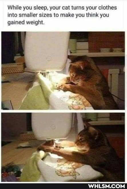 While you sleep, your cat turns your clothes into smaller sizes to make you think you gained weight.