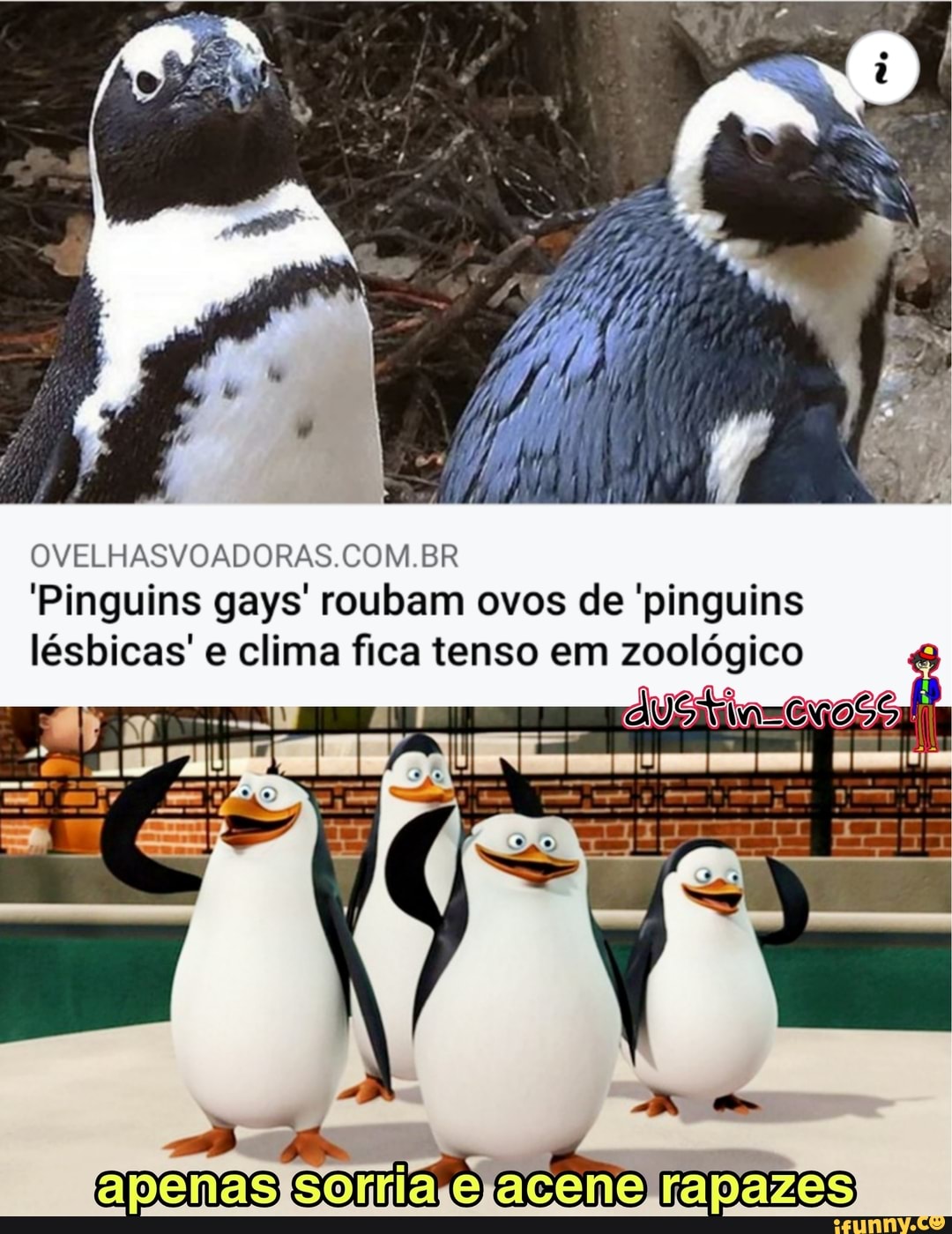 COM BR
'Pinguins gays' roubam ovos de 'pinguins
lésbicas' e clima fica tenso em zoológico
apenas iso