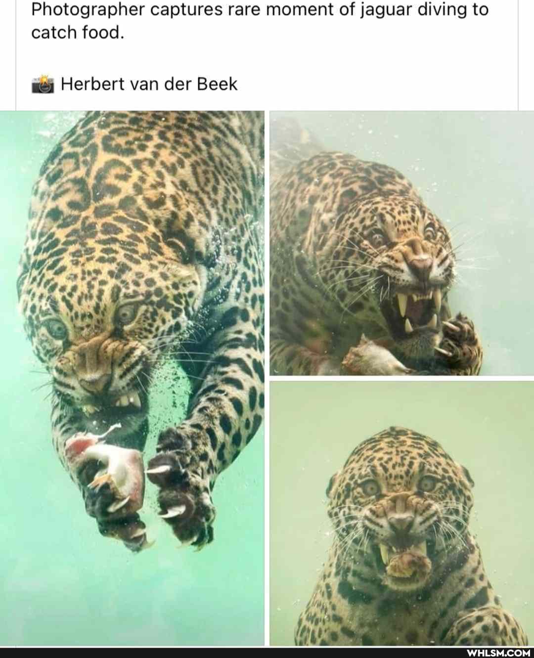 Photographer captures rare moment of jaguar diving to catch food.
Herbert van der Beek