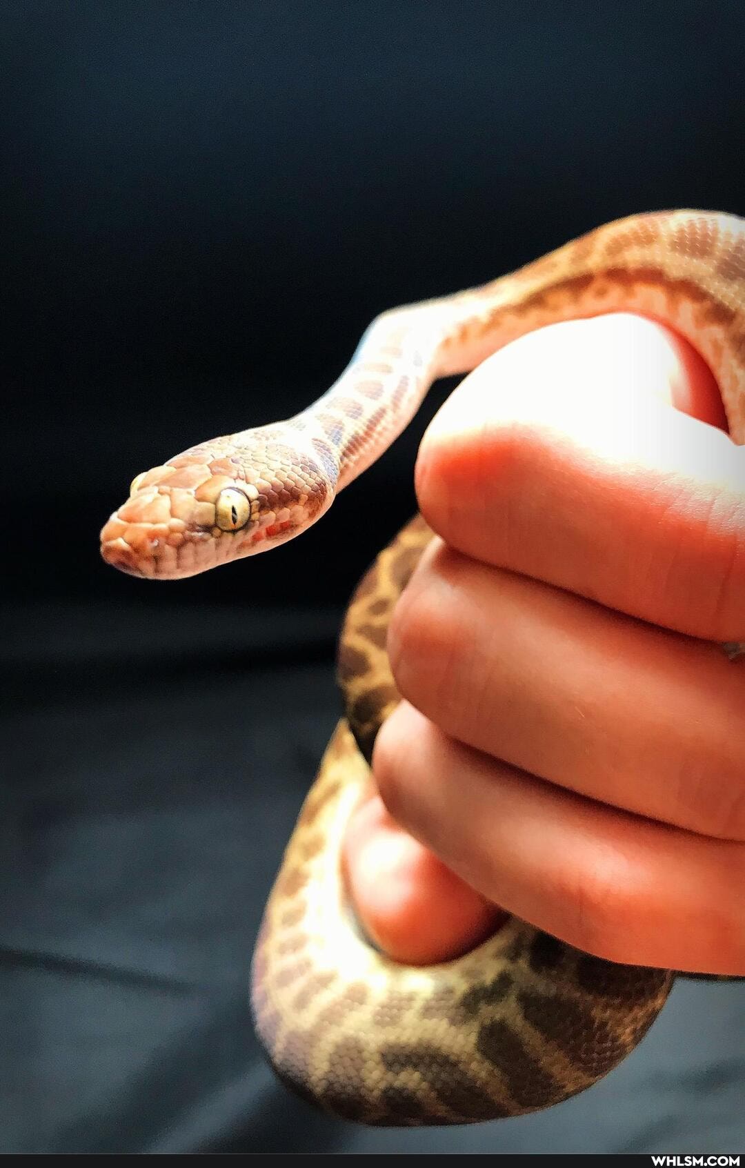 pets, snake, reptiles, reptile