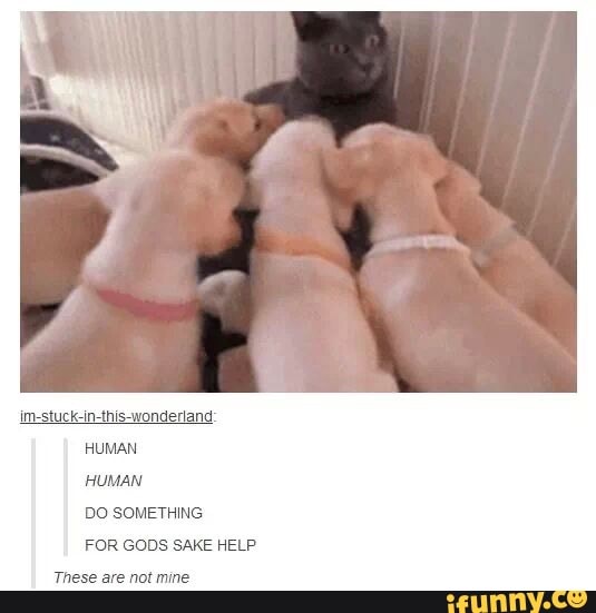 im-stuck-in-this-wonderland
HUMAN
DO SOMETHING
FOR GODS SAKE HELP
These are not mine
