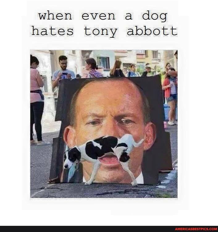 when even a dog hates tony abbott
