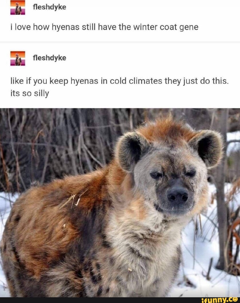 I love how hyenas still have the winter coat gene fleshelyke like if