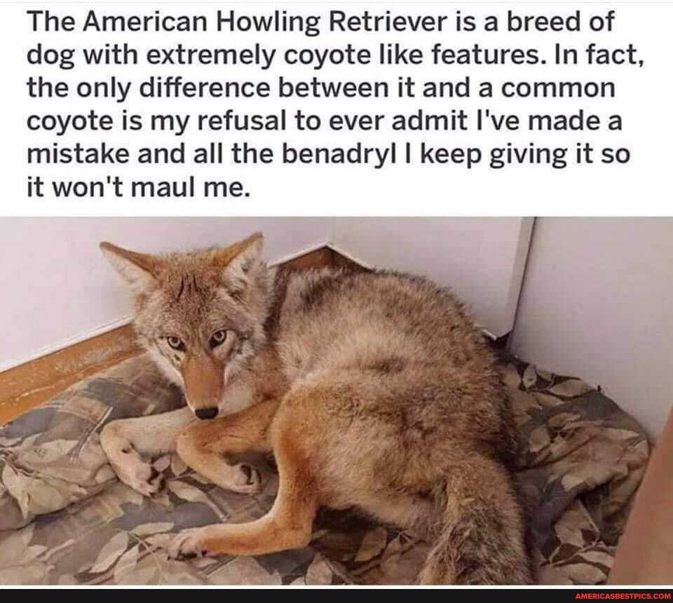 The American Howling Retriever is a breed of dog with extremely coyote like features. In fact, the only difference between it and a common coyote is my refusal to ever admit I've made a mistake and all the benadryl I keep giving it so it won't maul me.