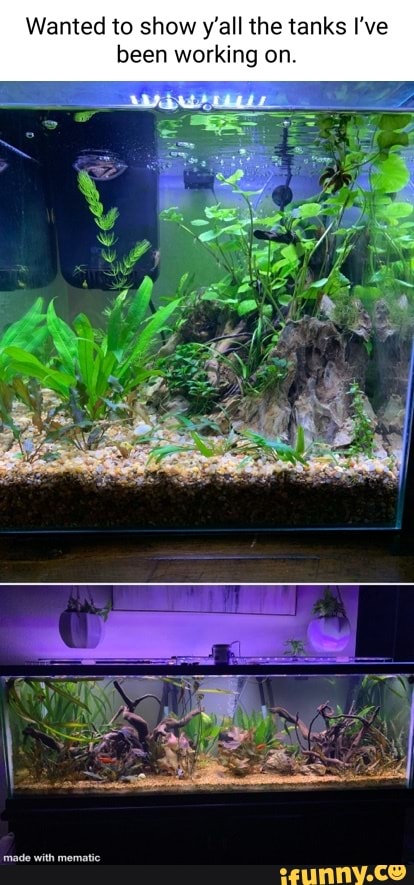 Aquascaping memes. Best Collection of funny Aquascaping pictures on iFunny