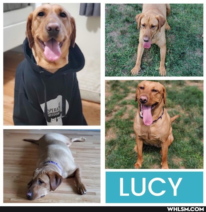 trying, adopt, girl, registered, service, animal, wish