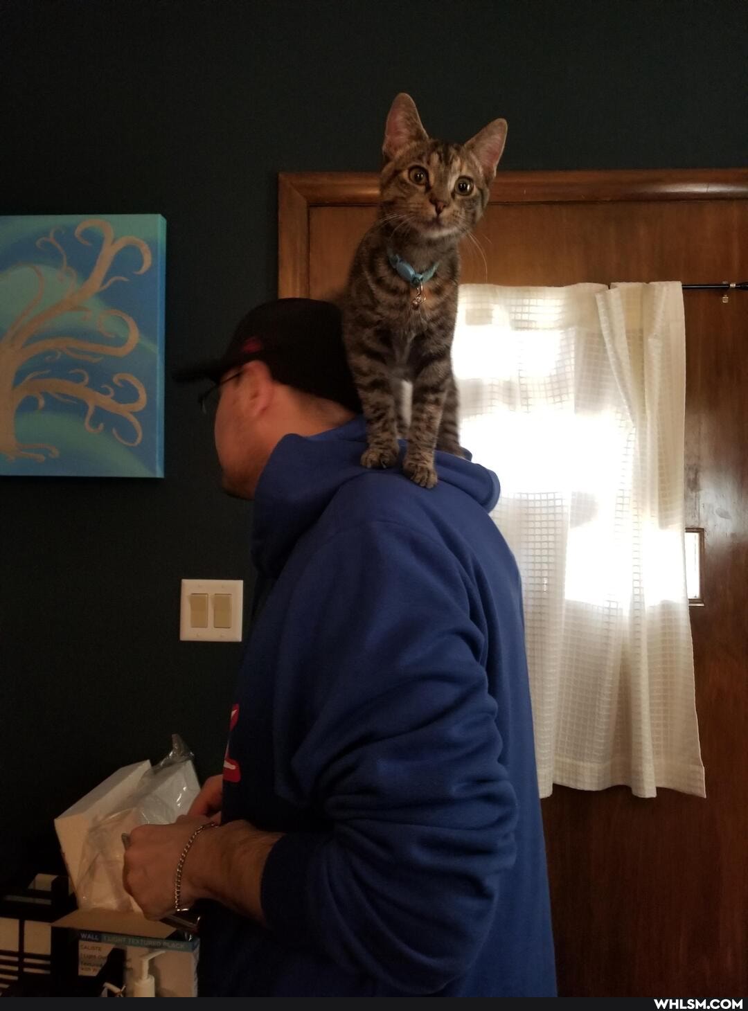 cat, aww, caturday