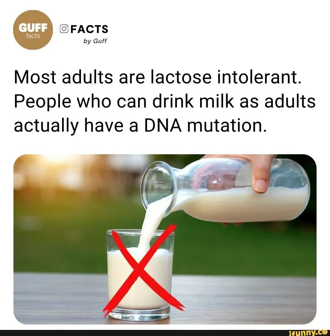 FACTS by Guff Most adults are lactose intolerant. People who can drink