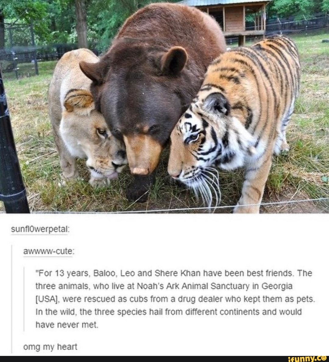 "For 13 years, Baloo, Leo and Shere Khan have been best friends