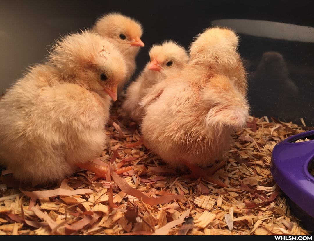chicken, baby_animals, birbs