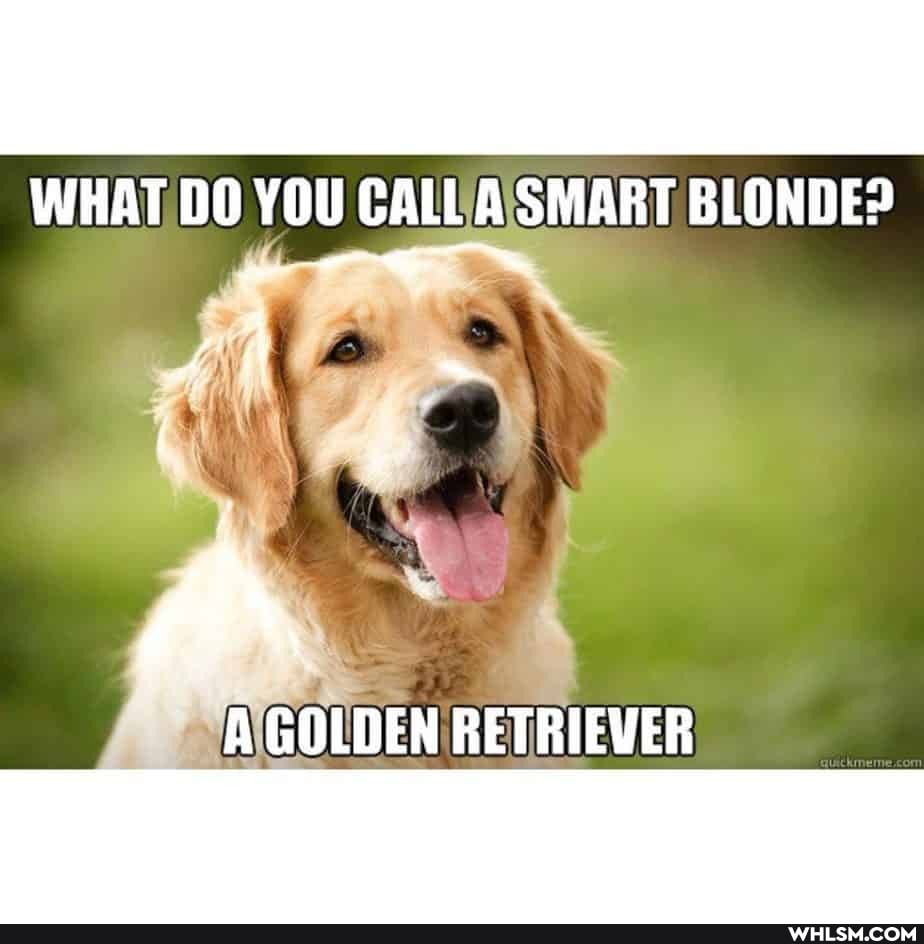 WHAT DO YOU CALL A SMART BLONDE?
A GOLDEN RETRIEVER