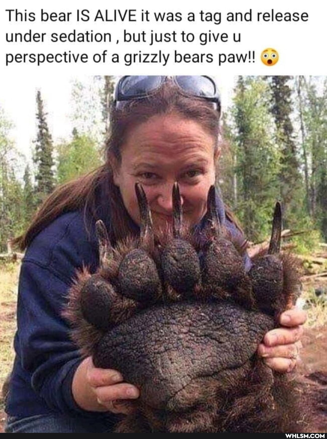 This bear IS ALIVE it was a tag and release under sedation , but just to give u perspective of a grizzly bears paw!
