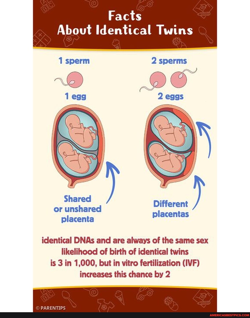 Facts about identical twins brightside learnwithinstagram
