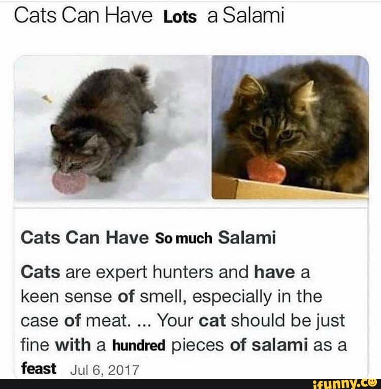 Cats Can Have Lots A Salami Cats Can Have So Much Salami Cats Are Expert Hunters