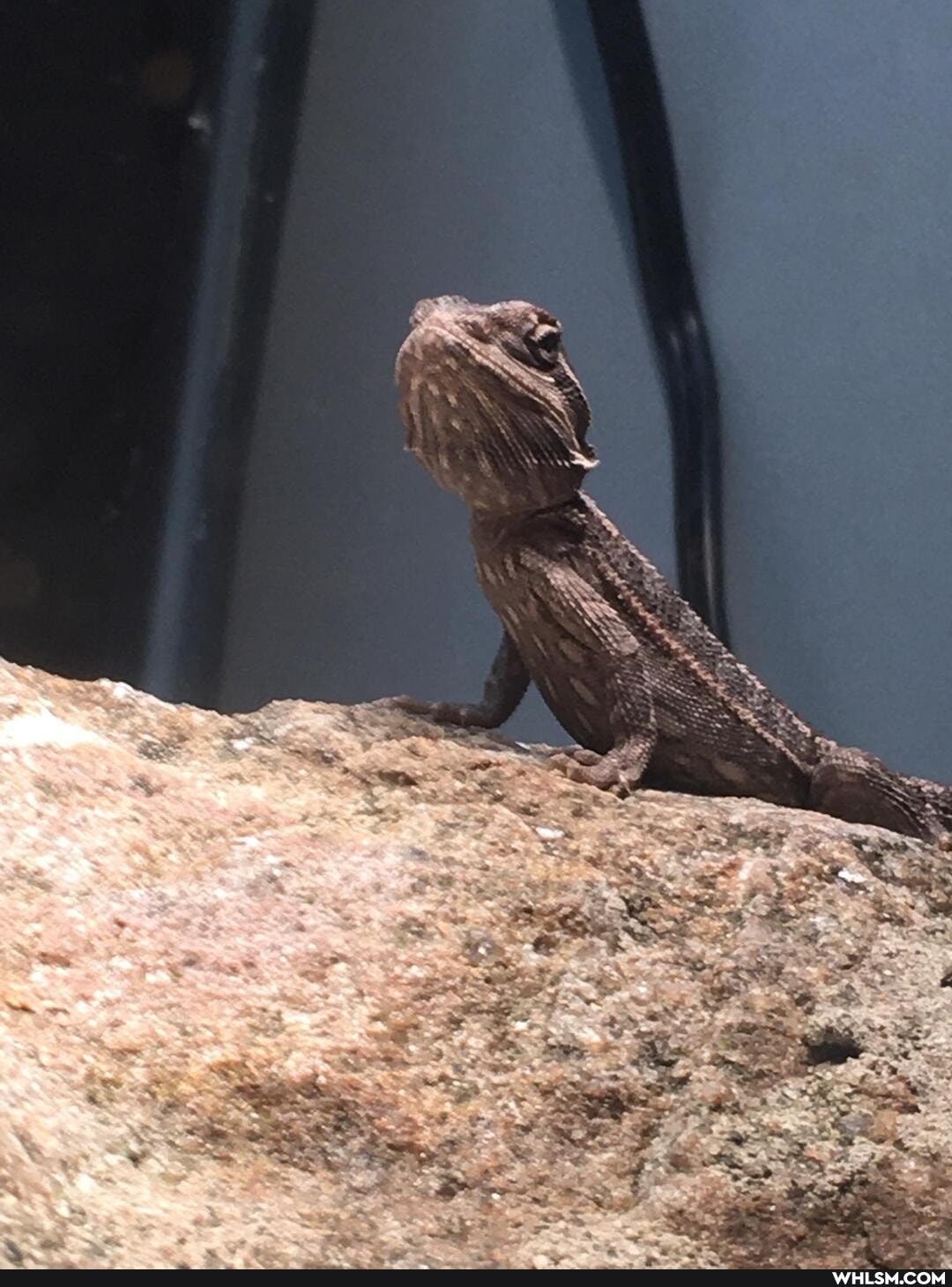 baby_animals, bearded_dragon, reptiles, beardie