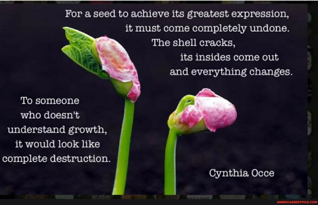 For a seed to achieve its greatest expression, it must come completely undone.
The shell cracks, its insides come out and everything changes.
To someone who doesn't understand growth, it would look like complete destruction.
Cynthia Occe