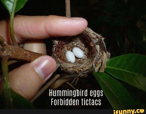 Hummingbird eggs
Forbidden tictacs