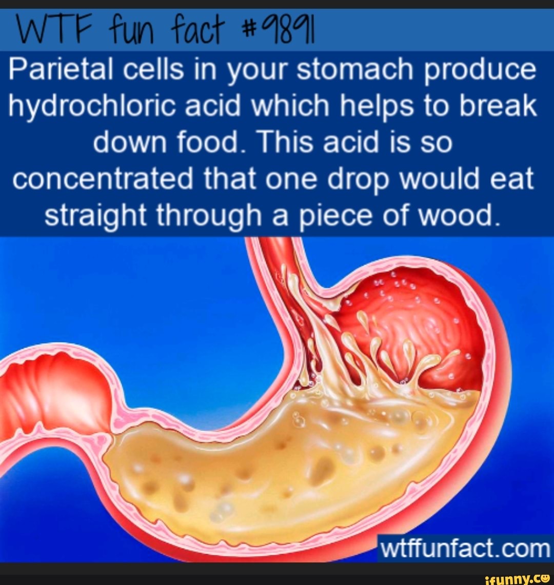 Parietal cells in your stomach produce hydrochloric acid which helps to