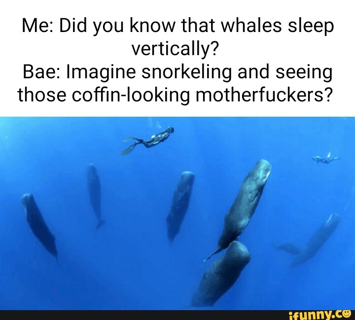 Snorkeling Memes Best Collection Of Funny Snorkeling Pictures On Ifunny