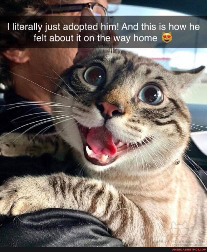 I literally just adopted him! And this is how he felt about it on the way home &