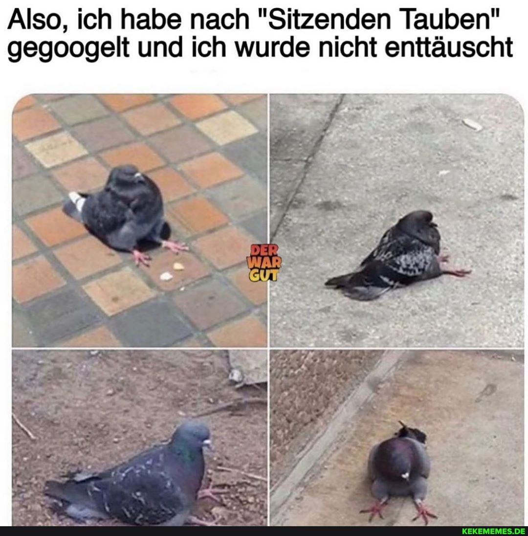 Also, ich habe nach "Sitzenden Tauben" gegoogelt und ich wurde nicht enttäuscht
