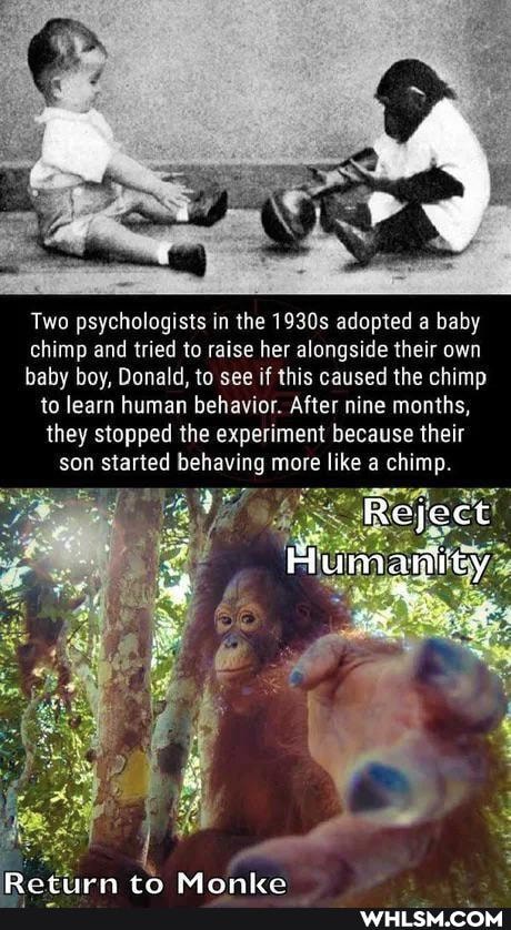 Two psychologists in the 1930s adopted a baby chimp and tried to raise her alongside their own baby boy, Donald, to see if this caused the chimp to learn human behavior. After nine months, they stopped the experiment because their son started behaving more like a chimp.