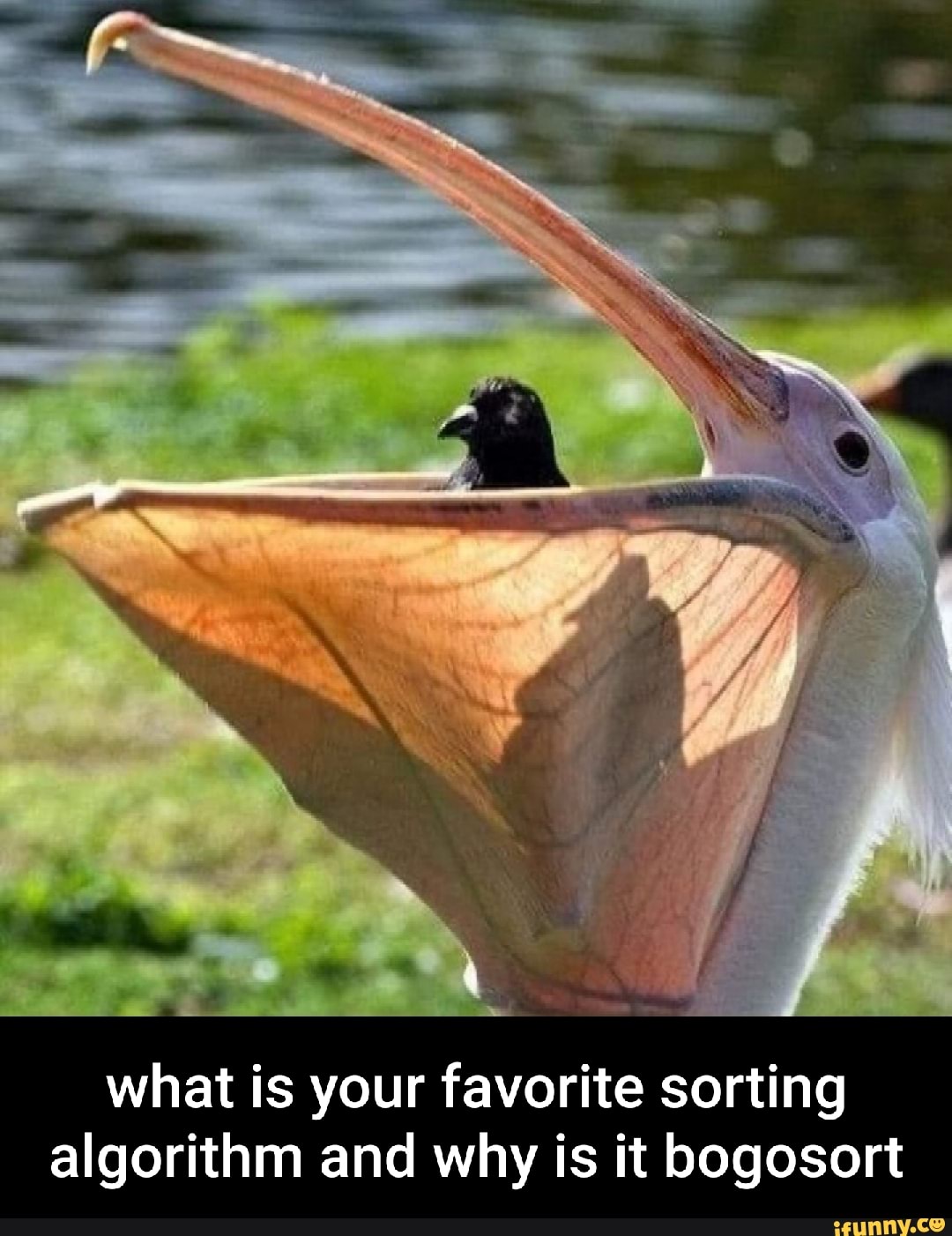 What is your favorite sorting algorithm and why is it bogosort - iFunny
