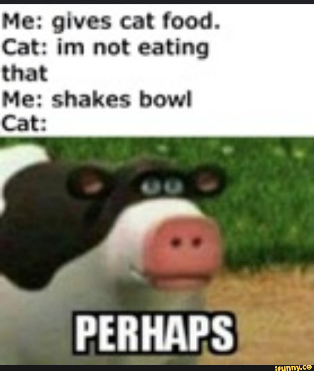 cat shaking and not eating