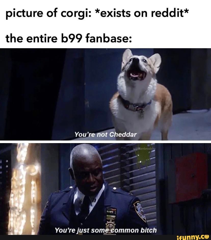 picture of corgi: *exists on
reddit*
the entire b99 fanbase:
You're just somé-gommon bitch