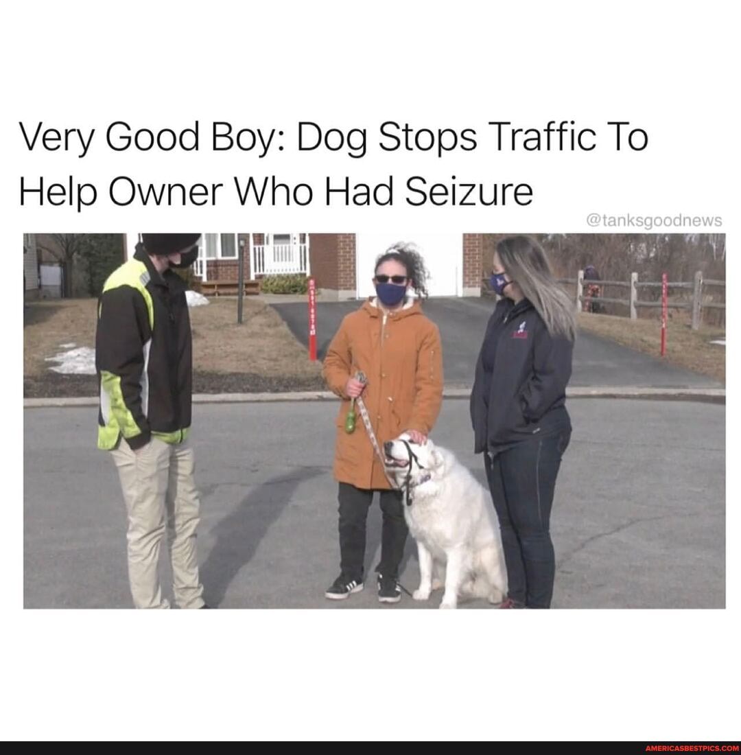 Very Good Boy: Dog Stops Traffic To
Help Owner Who Had Seizure