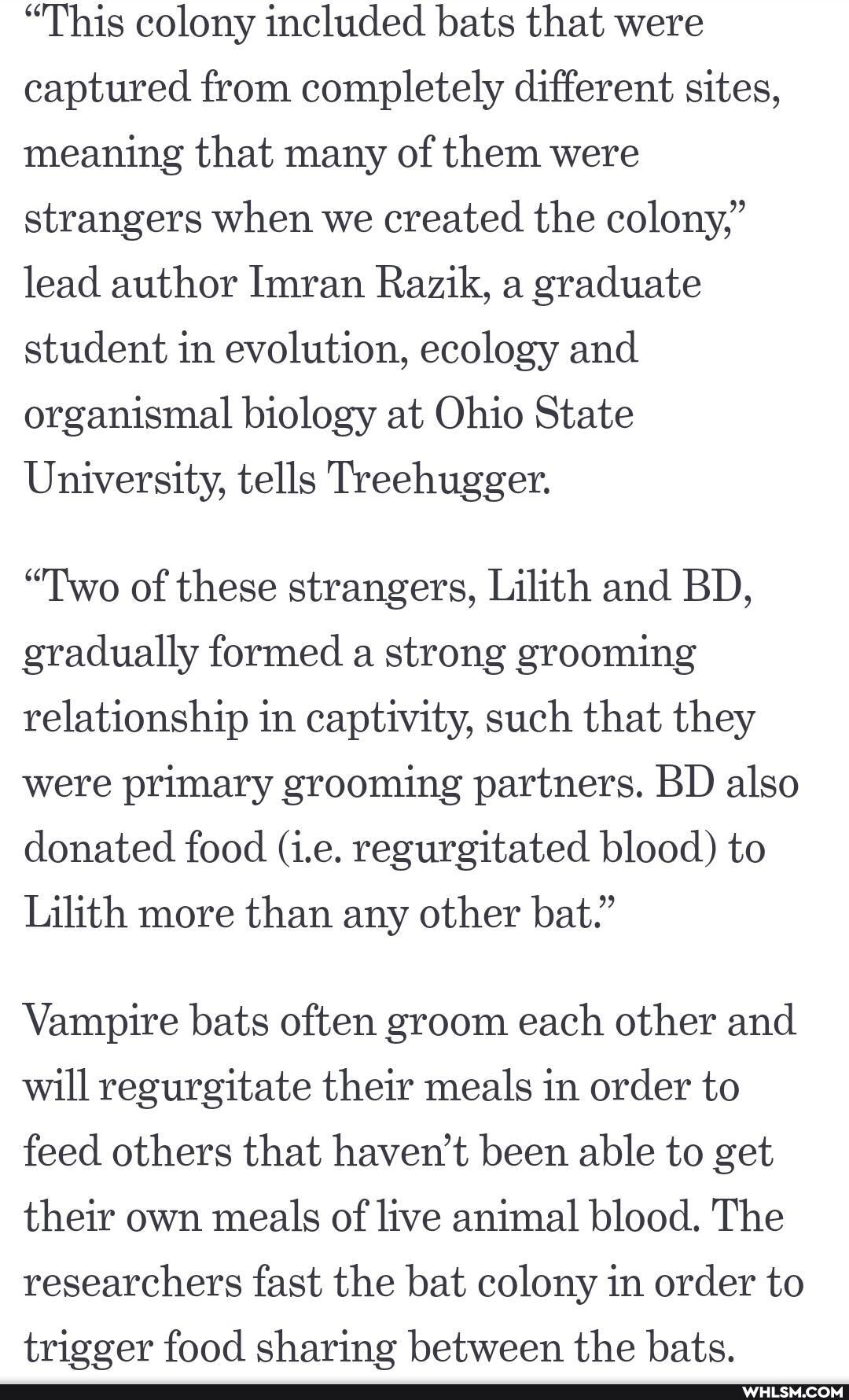 "This colony included bats that were captured from completely different sites, meaning that many of them were strangers when we created the colony," lead author Imran Razik, a graduate student in evolution, ecology and organismal biology at Ohio State
University, tells Treehugger.
"Two of these strangers, Lilith and BD, gradually formed a strong grooming relationship in captivity, such that they were primary grooming partners. BD also donated food (ie. regurgitated blood) to
Lilith more than any other bat."
Vampire bats often groom each other and will regurgitate their meals in order to feed others that haven't been able to get their own meals of live animal blood. The researchers fast the bat colony in order to trigger food sharing between the bats.