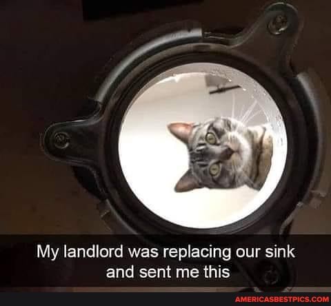 My landlord was replacing our sink and sent me this