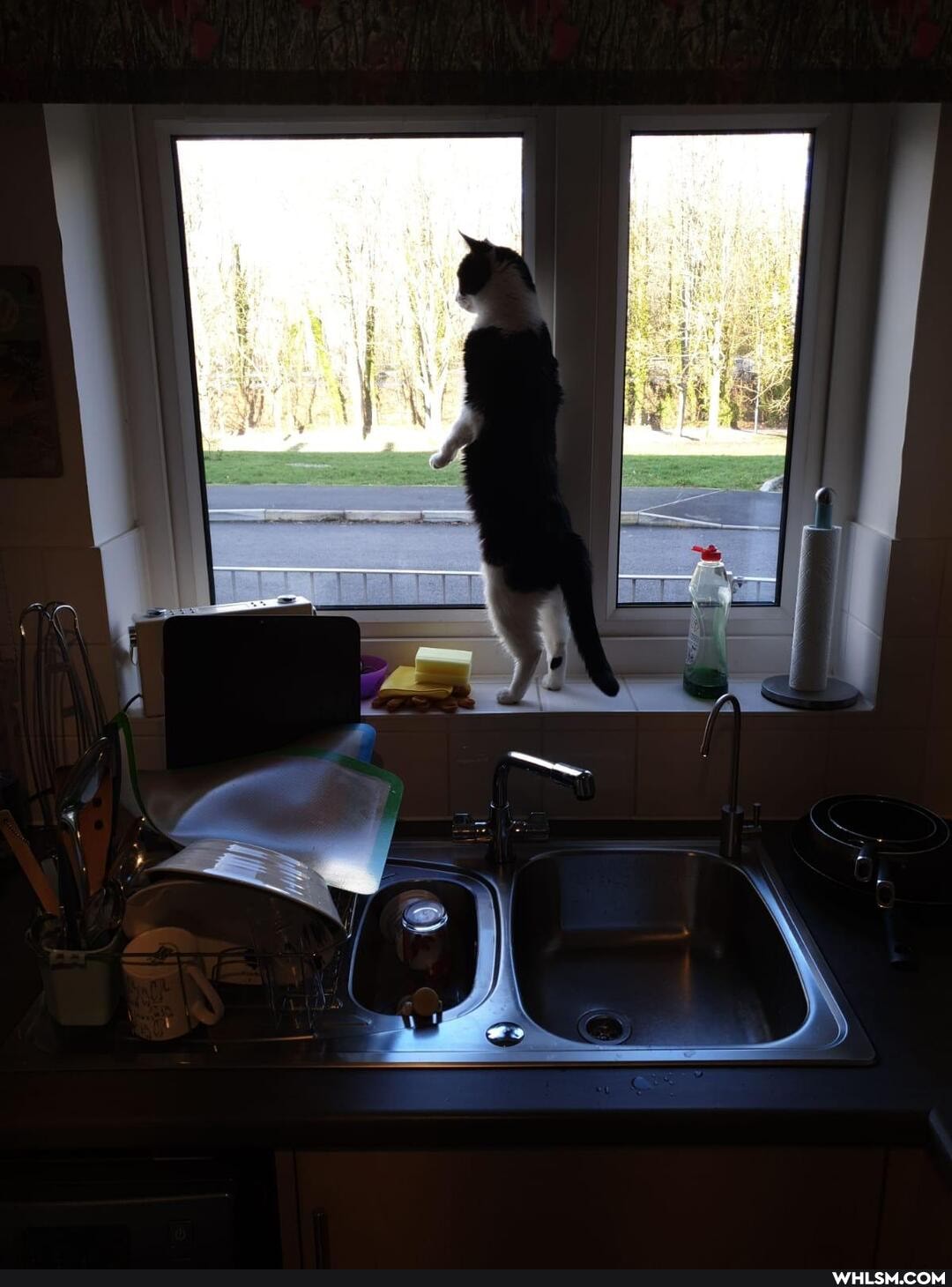 cat, catnip