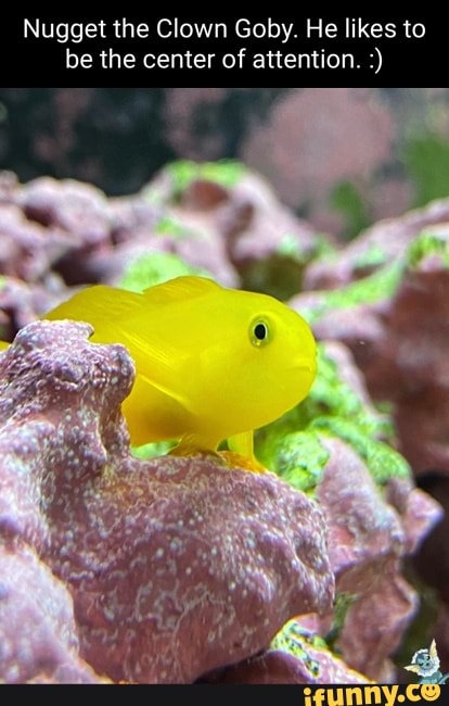 Goby memes. Best Collection of funny Goby pictures on iFunny