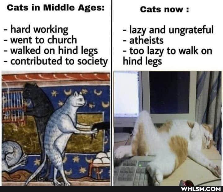Cats in Middle Ages: Cats now:
- hard working - lazy and ungrateful
- went to church - atheists
- walked on hind legs - too lazy to walk on
- contributed to society} hind legs