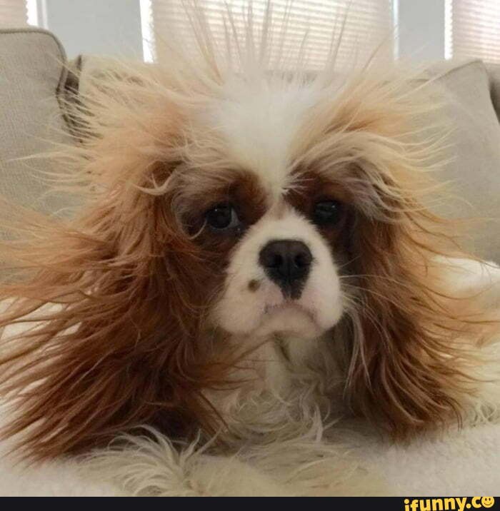 King_charles_spaniel memes. Best Collection of funny King_charles