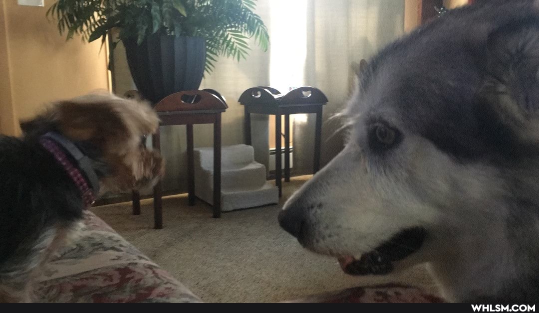 advice_animals