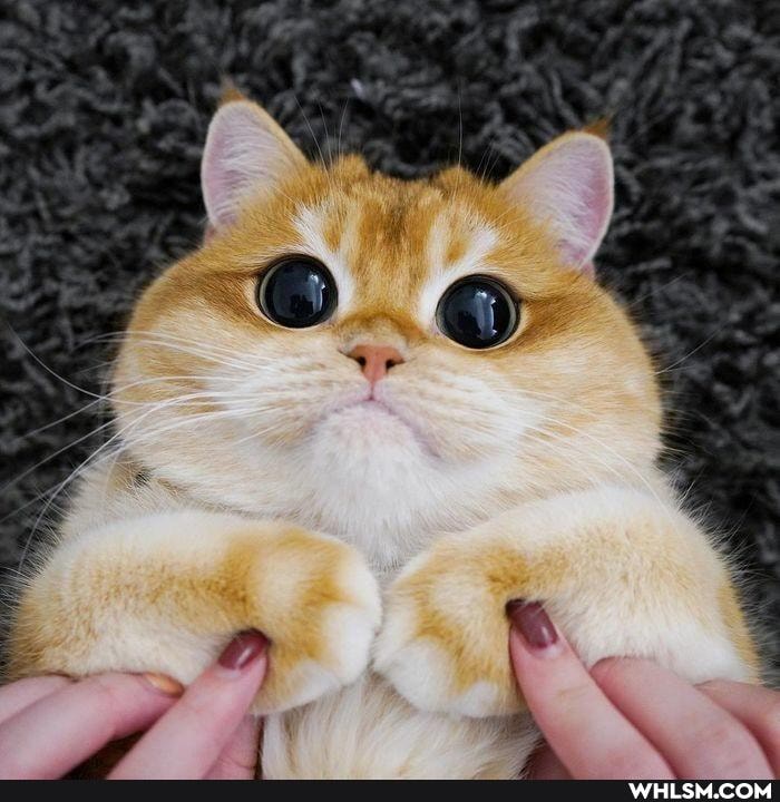 funny, cats, dump