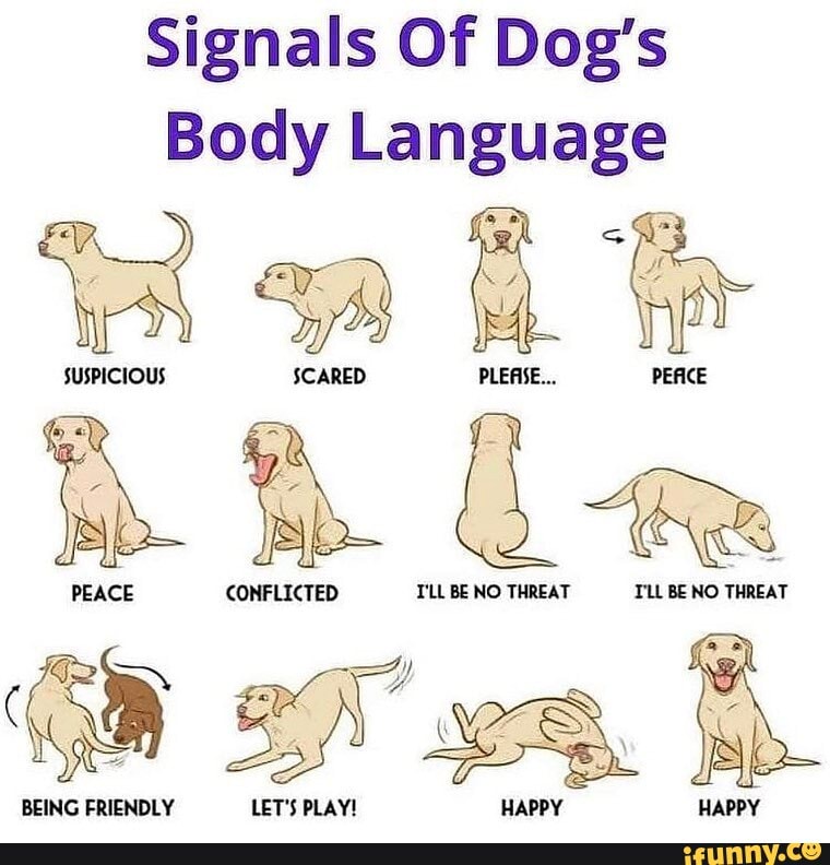 Signals Of Dog's Body Language SUSPICIOUS SCARED PLEAISE... PEICE PEACE ...