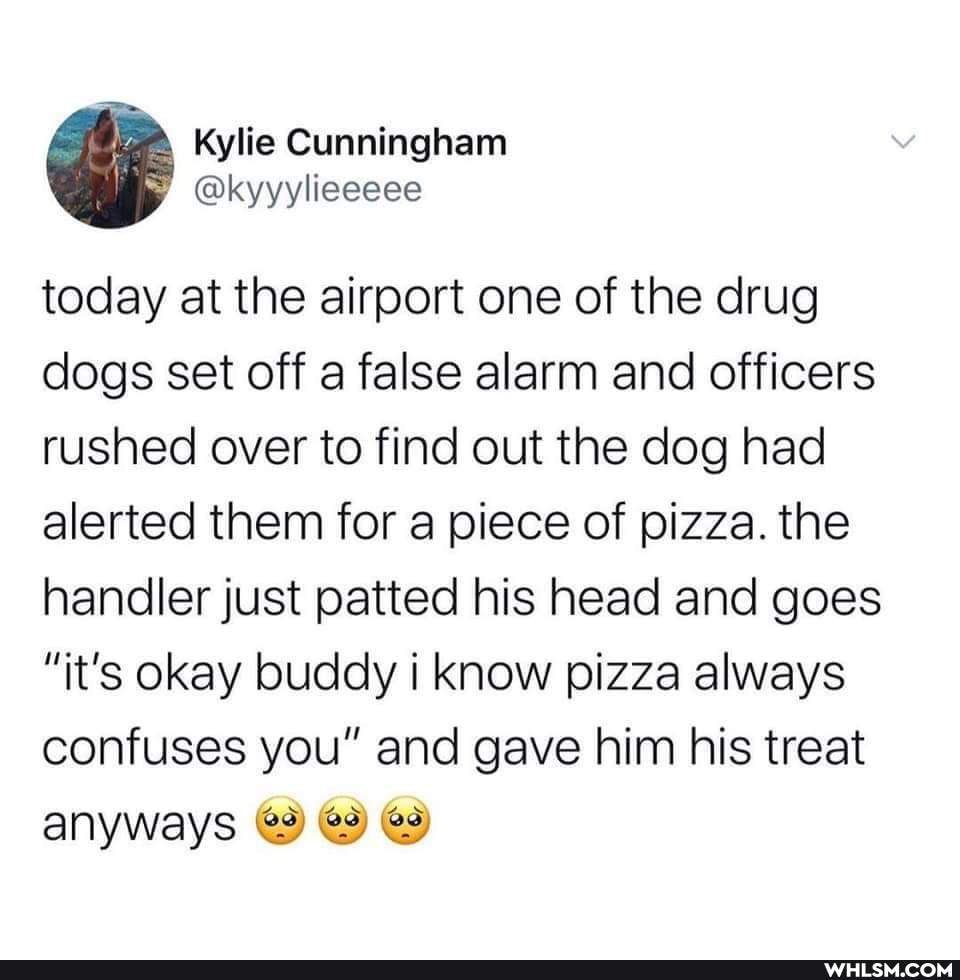 Kylie Cunningham
today at the airport one of the drug dogs set off a false alarm and officers rushed over to find out the dog had alerted them for a piece of pizza. the handler just patted his head and goes
"it's okay buddy i know pizza always confuses you" and gave him his treat
anyways @ @ @9)