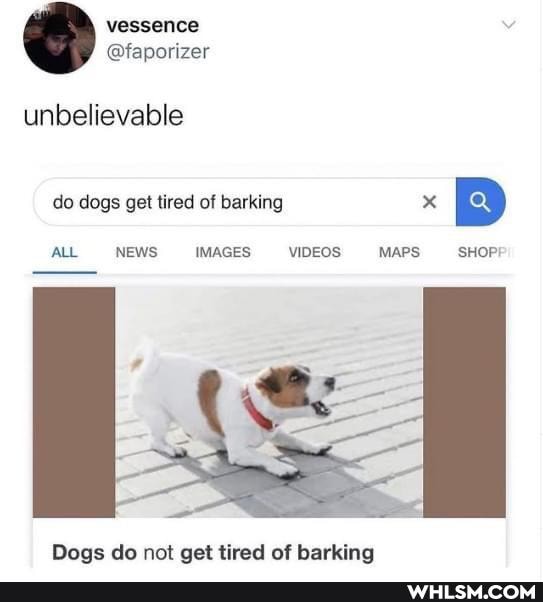 unbelievable do dogs get tired of barking x BB ALL NEWS IMAGES VIDEOS MAPS SHOPF
Dogs do not aet tired of barking